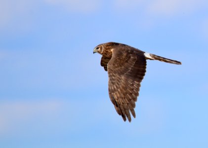 Northern harrier at Seedskadee National Wildlife Refuge