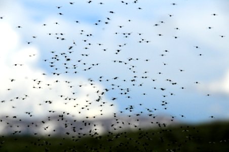Midge swarm at Arapaho National Wildlife Refuge photo