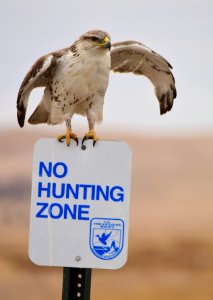 Ferruginous hawk at LaCreek National Wildlife Refuge