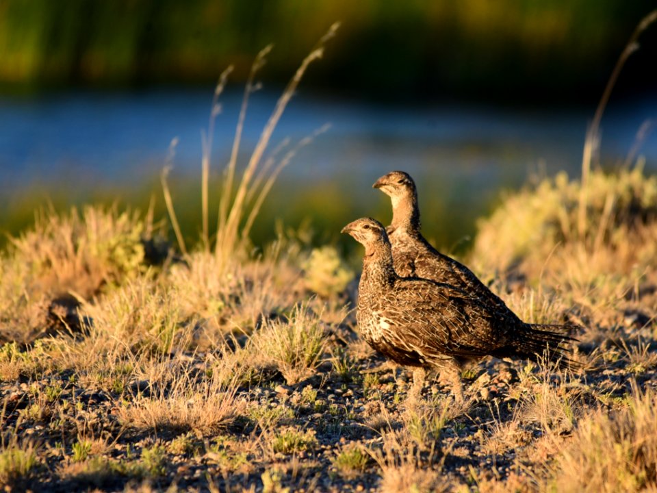 Greater sage-grouse at Seedskadee National Wildlife Refge
