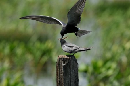 Black Tern, Scott Somershoe 3 photo