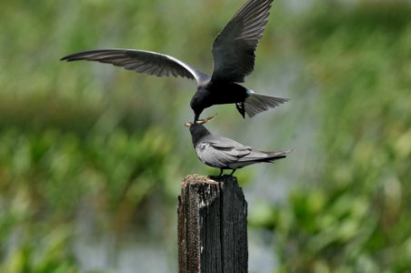 Black Tern, Scott Somershoe 3