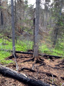 After a Surface Fire