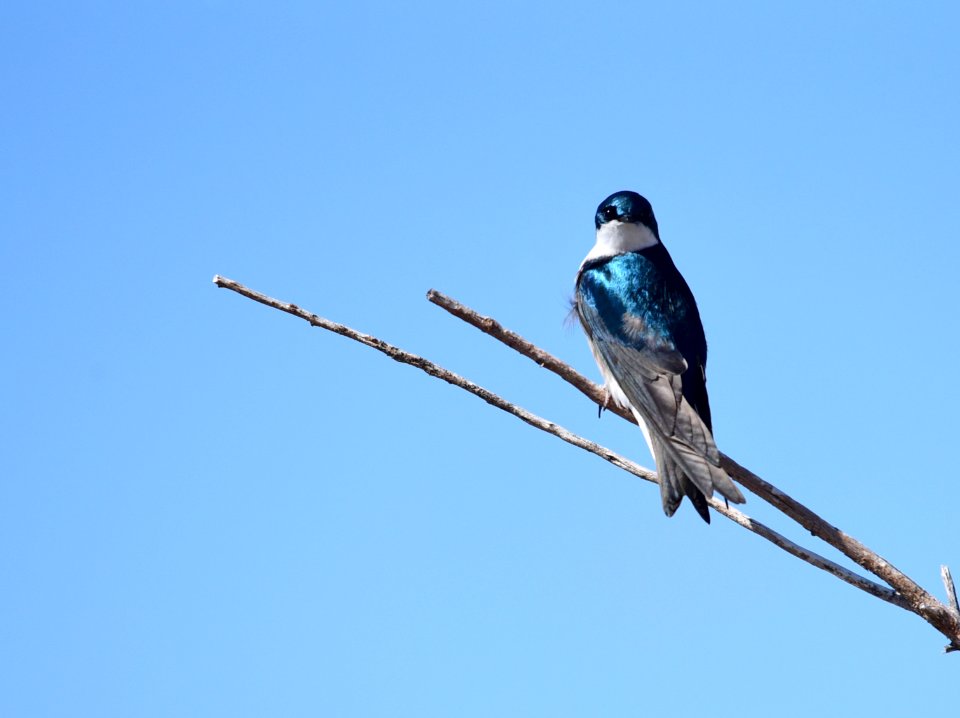 Tree swallow at Seedskadee National Wildlife Refuge