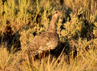 Greater sage-grouse at Seedskadee National Wildlife Refuge