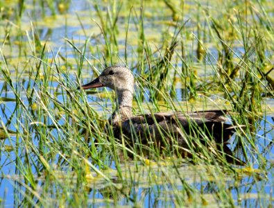 Gadwall at Arapaho National Wildlife Refuge