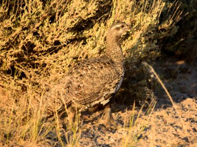 Greater sage-grouse at Seedskadee National Wildlife Refuge photo