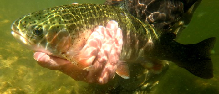Catch and release