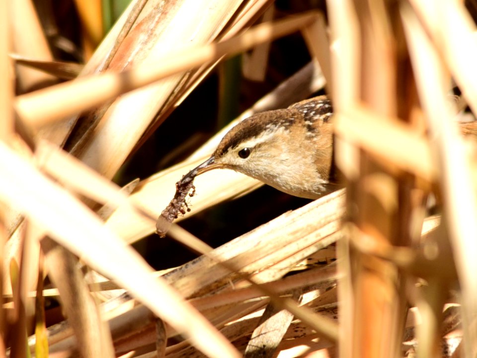 Marsh wren at Seedskadee National Wildlife Refuge
