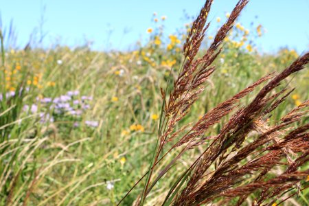 Borth Prairie Reconstruction