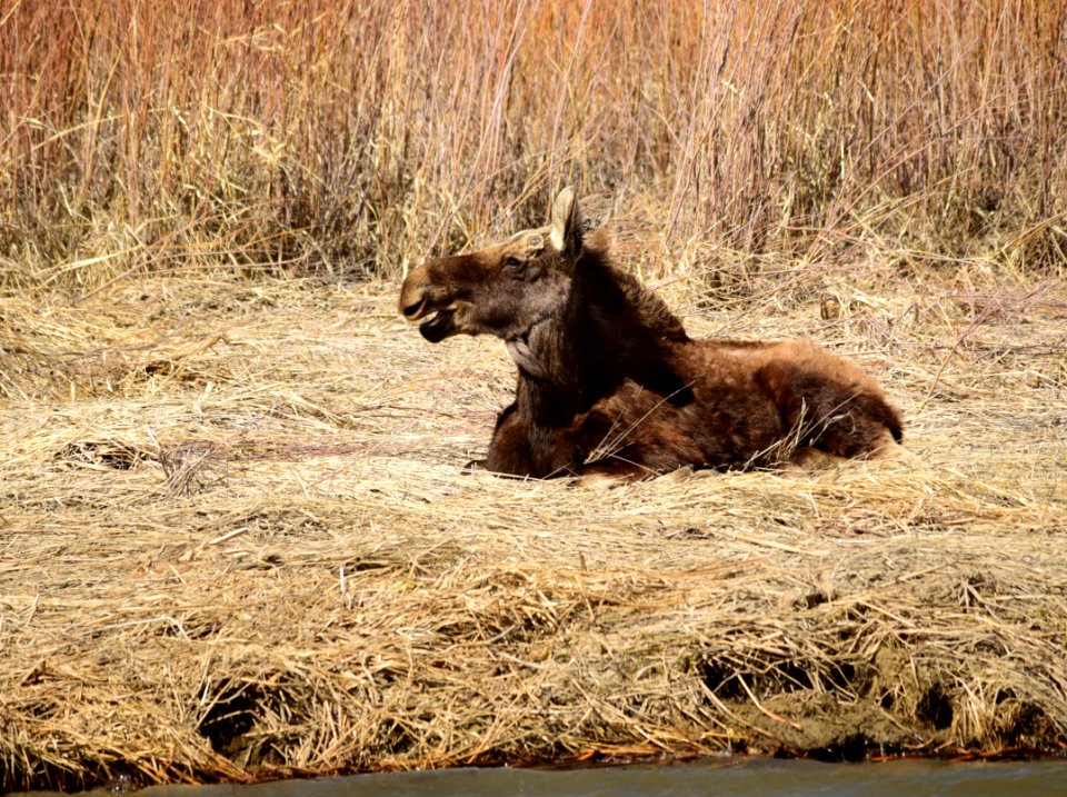 Young bull moose at Seedskadee National Wildlife Refuge