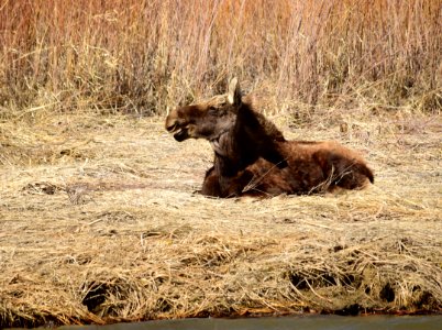 Young bull moose at Seedskadee National Wildlife Refuge
