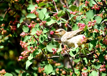 Sage thrasher at Seedskadee National Wildlife Refuge
