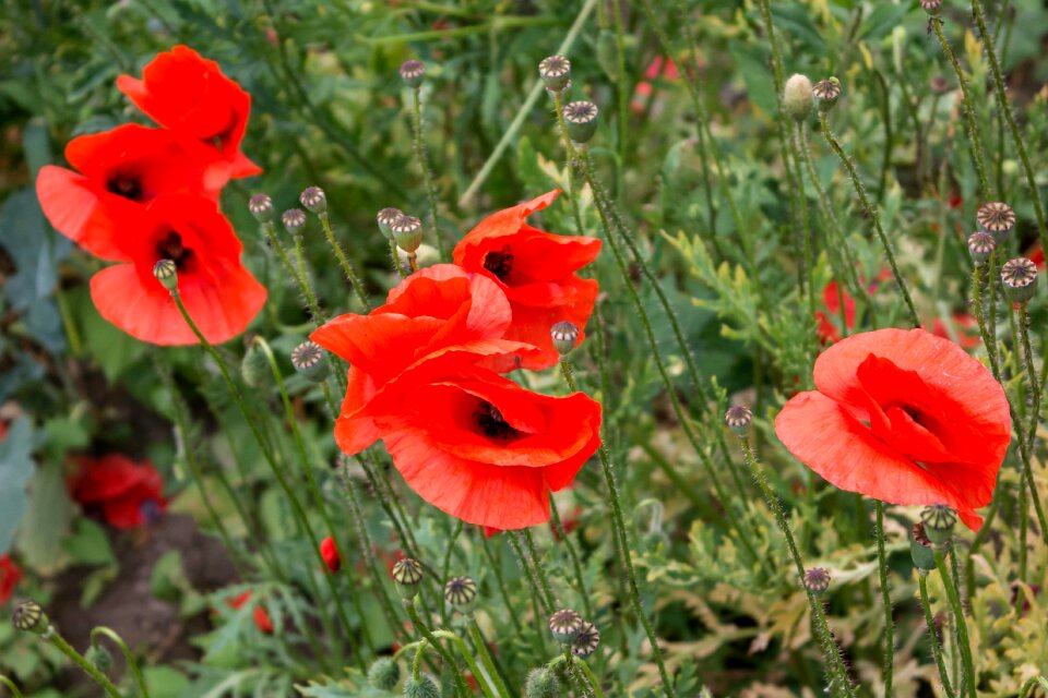 Field of poppies poppy flower nature