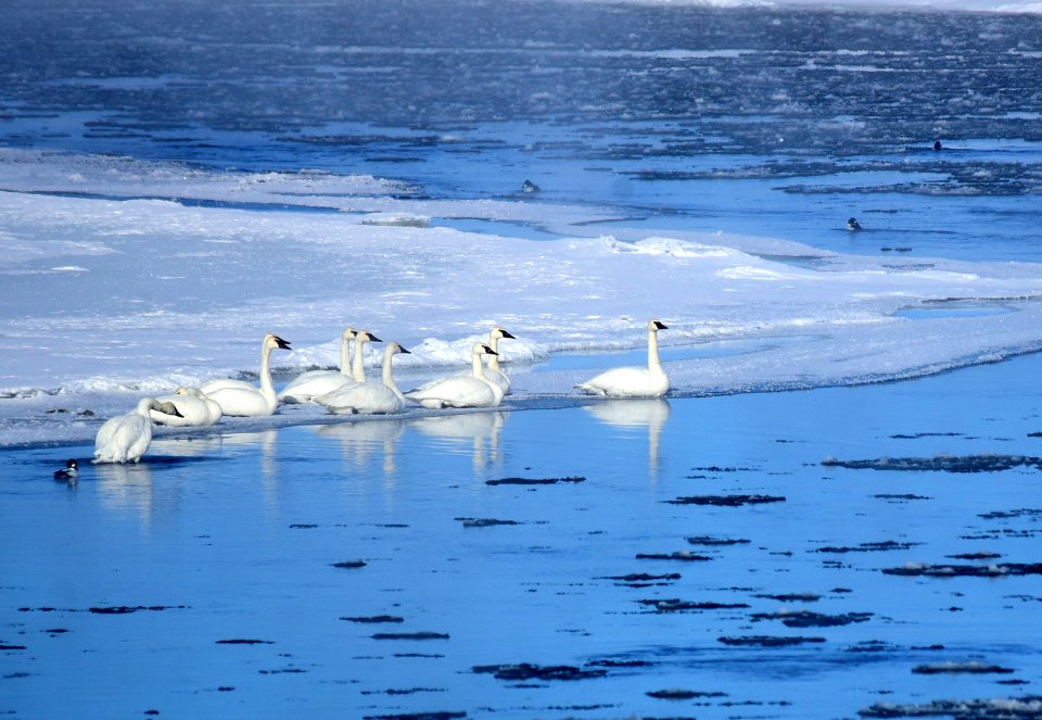 Trumpeter swans at Seedskadee National Wildlife Refuge