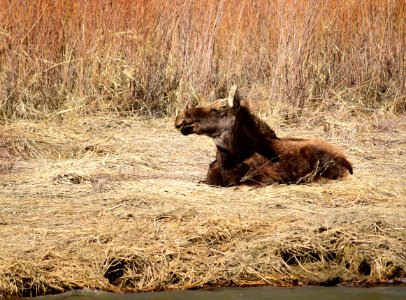 Young bull moose at Seedskadee National Wildlife Refuge
