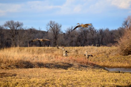 Sandhill cranes at Seedskadee National Wildlife Refuge