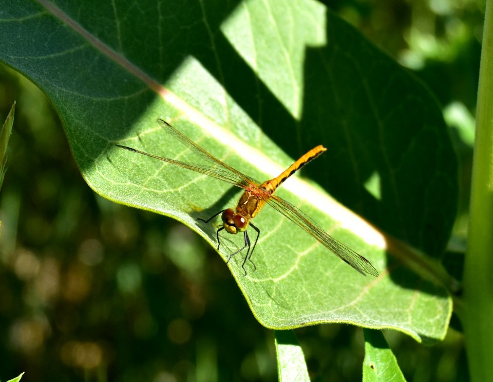 Dragonfly on Seedskadee National Wildlife Refuge