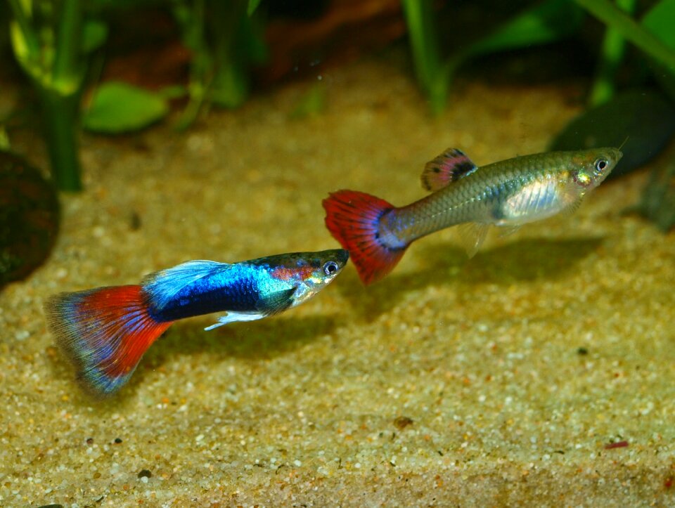Nature water fresh water fish