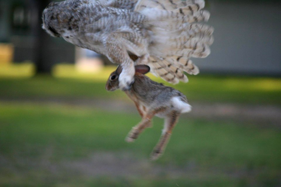 Great Horned Owl Kill