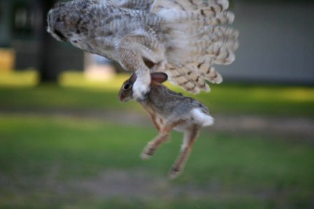 Great Horned Owl Kill