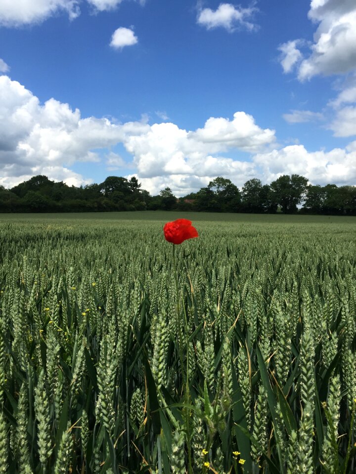Field nature flower