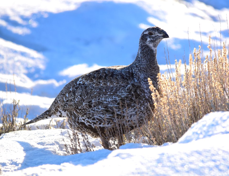 Greater sage-grouse at Seedskadee National Wildlife Refuge