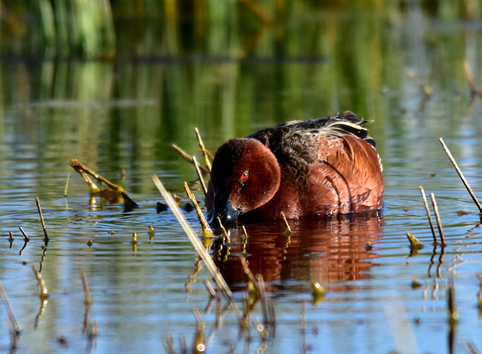 Cinnamon teal at Seedskadee National Wildlife Refuge
