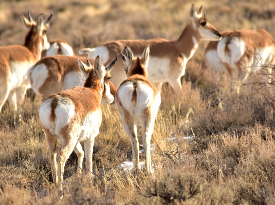 Pronghorn at Seedskadee National Wildlife Refuge