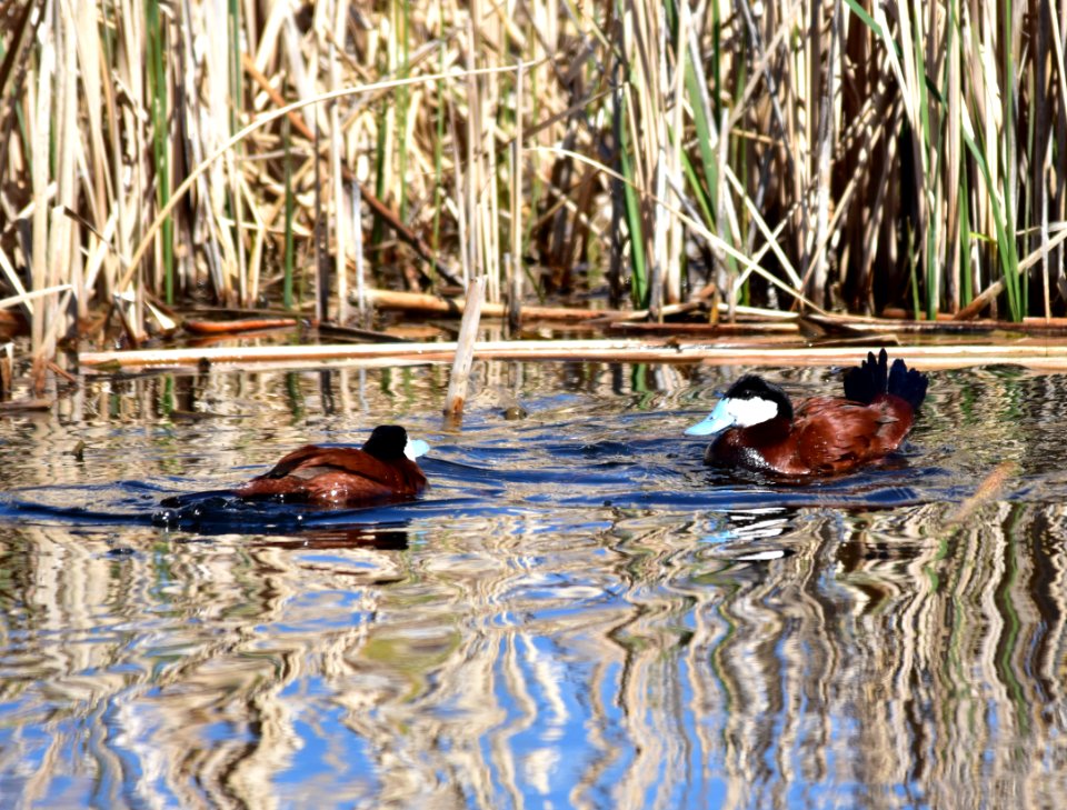 Ruddy duck at Seedskadee National Wildlife Refuge