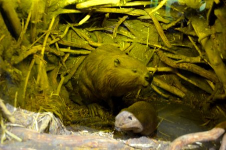 Beavers