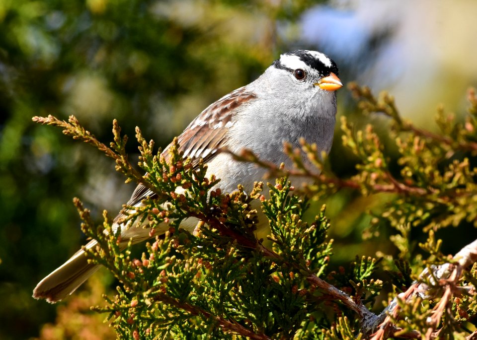 White-crowned sparrow