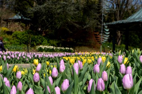 Brookside Gardens