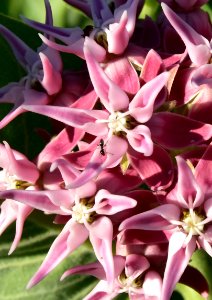 Asclepias speciosa and western harvester ant at Seedskadee National Wildlife Refuge