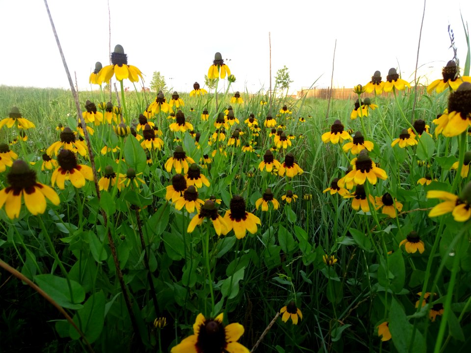 Air Force Pollinator Prairie
