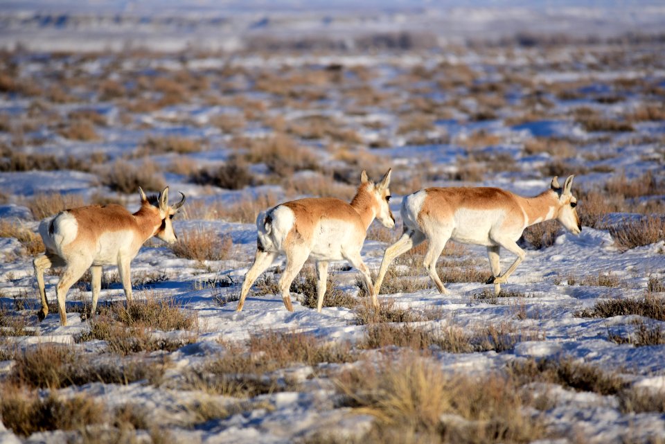 Pronghorn on Seedskadee National Wildlife Refuge