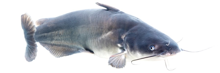 Blue Catfish (Ictalurus furcatus) photo