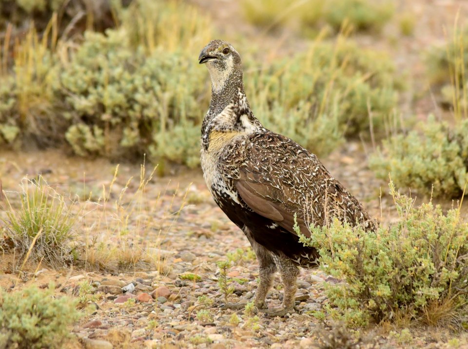 Greater sage-grouse at Seedskadee National Wildlife Refuge