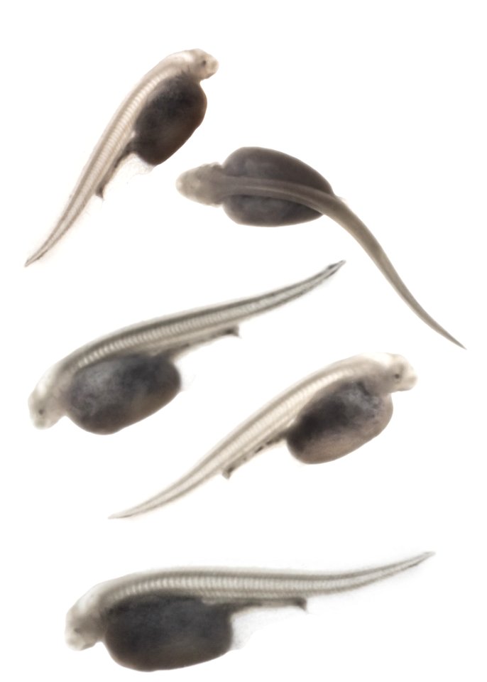 Larval Pallid Sturgeon