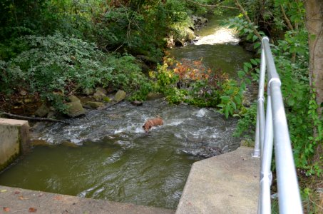 The Bosco at Lake Frank
