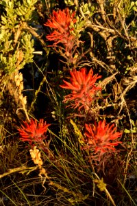 Wyoming big sagebrush and paintbrush at Seedskadee National Wildlife Refuge