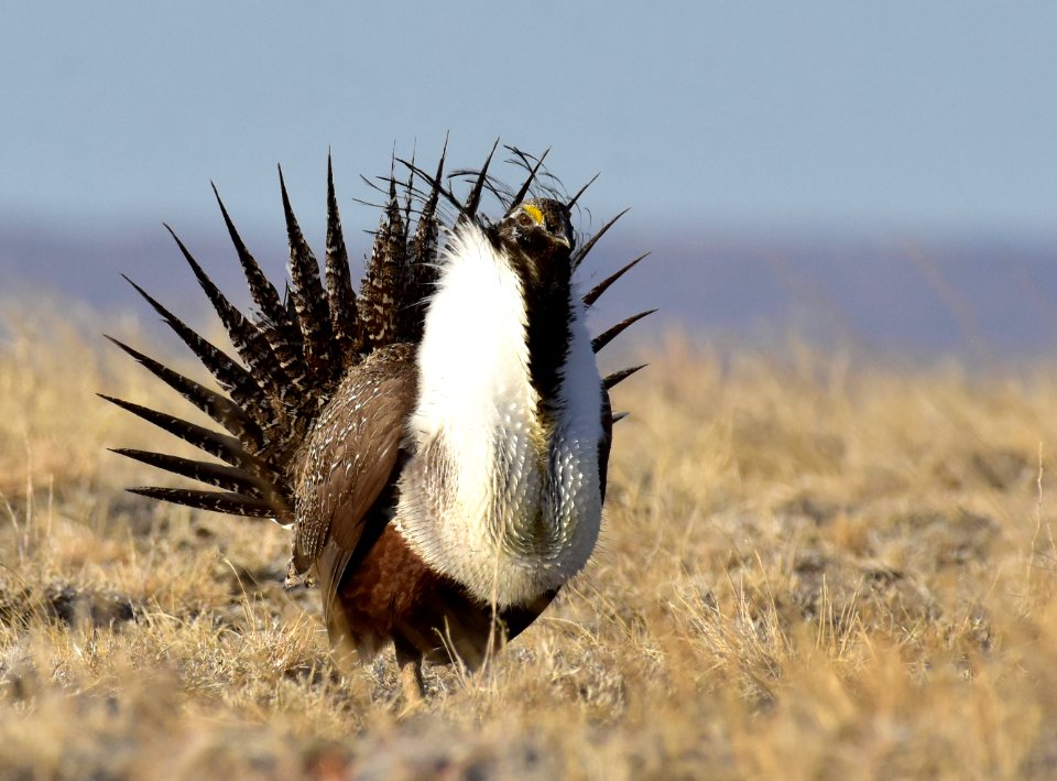 Greater sage-grouse near Seedskadee National Wildlife Refuge