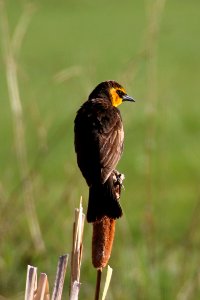 Yellow-headed Blackbird