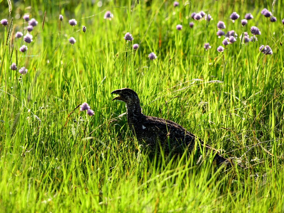 Greater sage-grouse at Arapaho National Wildlife Refuge