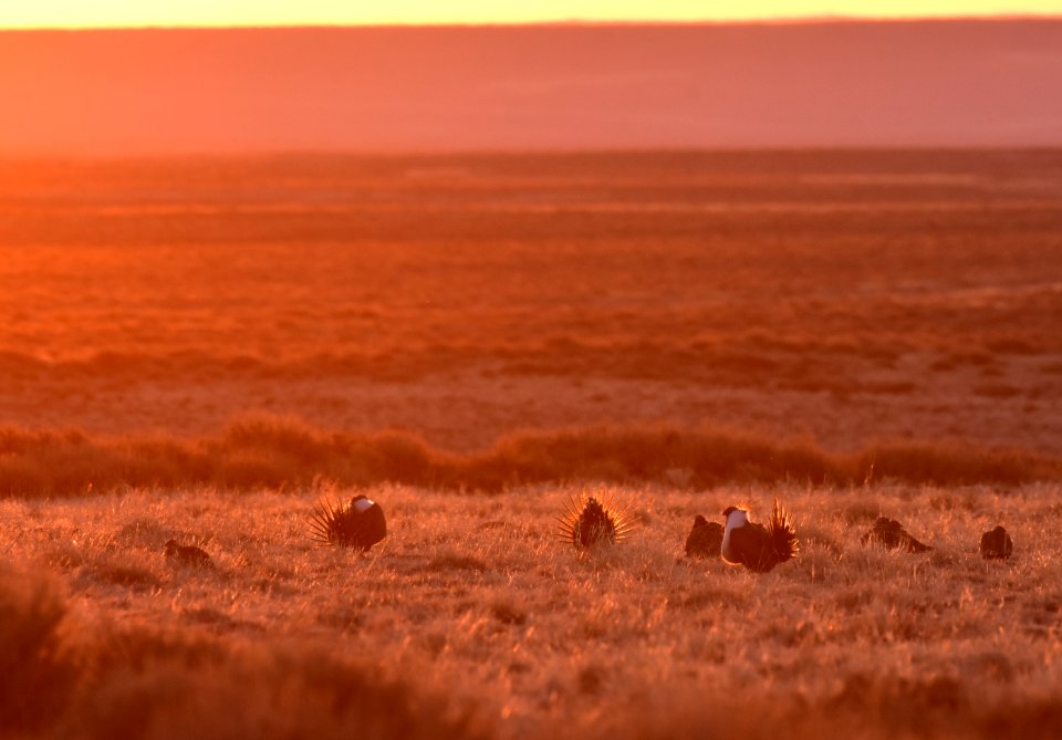 Greater sage-grouse near Seedskadee National Wildlife Refuge