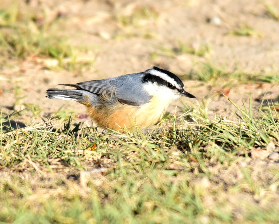 Red-breasted nuthatch at Seedskadee National Wildlife Refuge