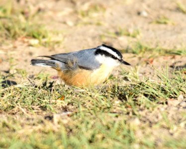 Red-breasted nuthatch at Seedskadee National Wildlife Refuge photo