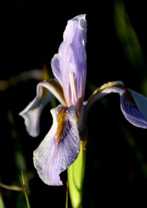 Rocky mountain iris (Iris missouriensis) at Arapaho National Wildlife Refuge