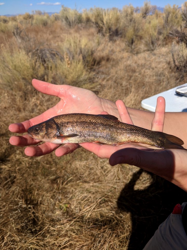 Rio Grande Chub
