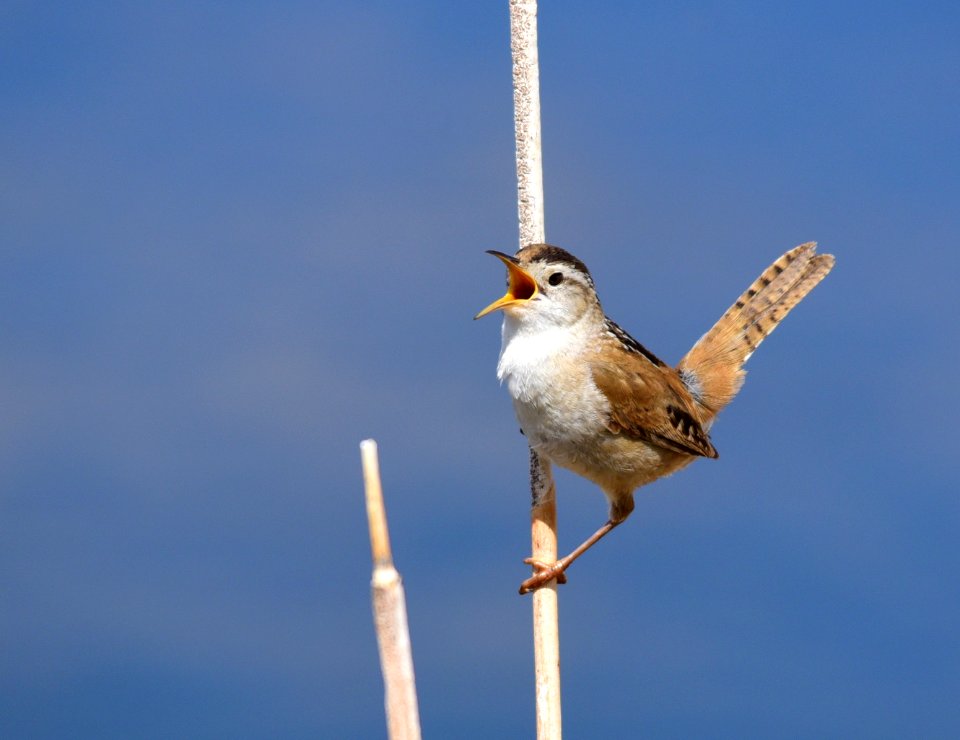 Marsh wren at Seedskadee National Wildlife Refuge